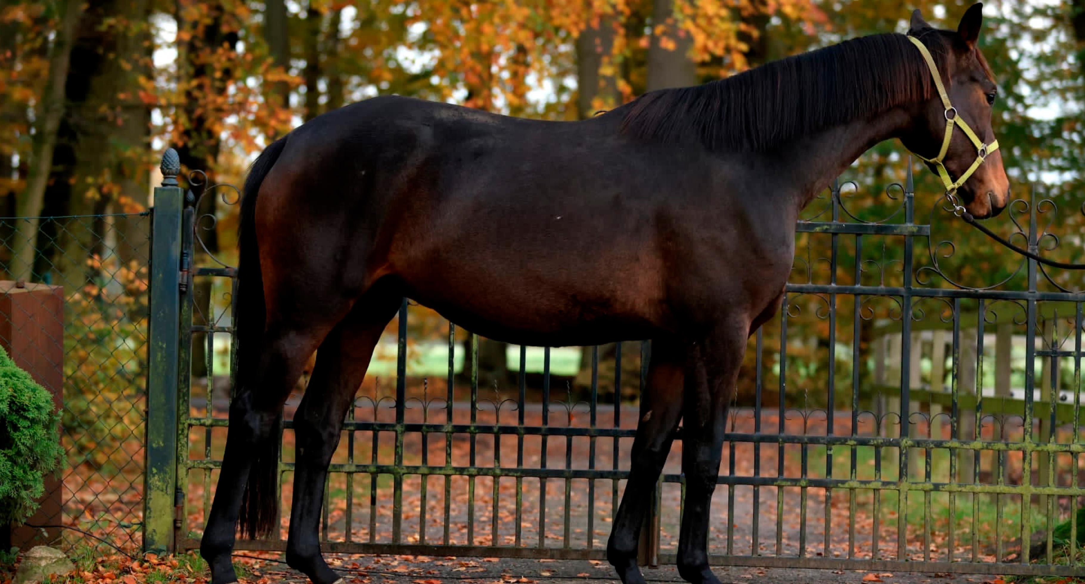 Caballo